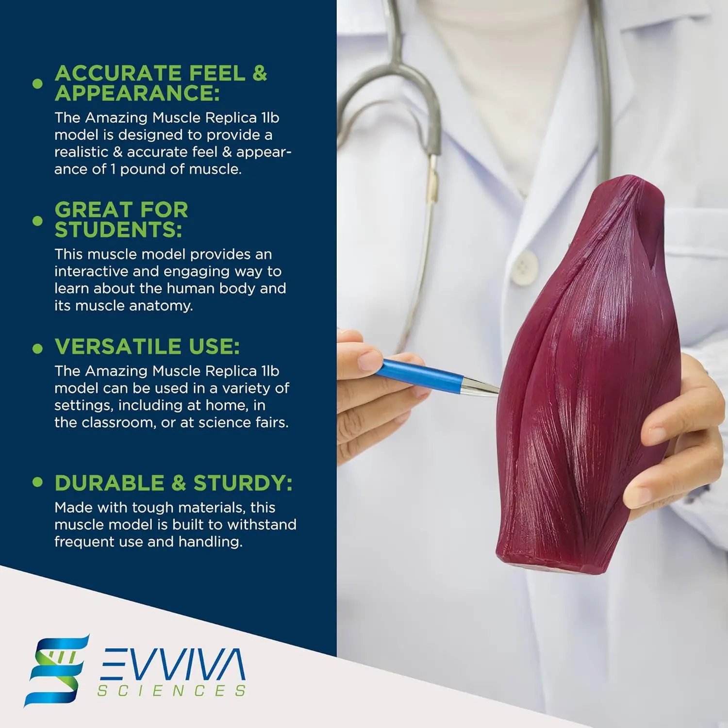 Human Muscle and Fat Replicas  - đánh giá và giá Fitness With Nutrition